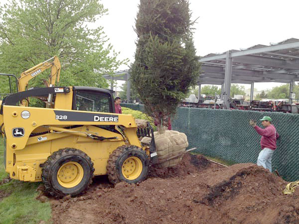 (above) Regency Landscape installing a mature Norway Spruce tree.