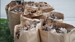 curbside leaf collection