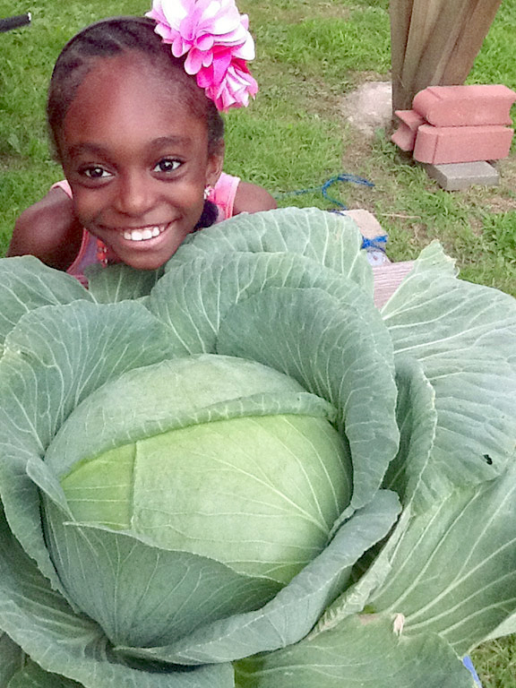 (above) MaLé Slater with 36 pound cabbage.