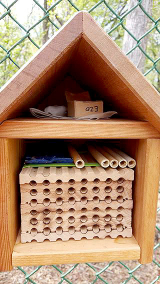(right) The wooden block is for bees to nest in. Each bee will pick one hole and stick with it until it's full of eggs. The reeds are just to make it more visually interesting for them. The blue cloth is doused with mason bee attractant, to help them stay (and maybe attract some wild ones). The little cardboard box is full of bee cocoons. In the back is a cotton ball soaked in sugar water so they have some food for when they first awaken. They're tired and hungry after not eating all winter!