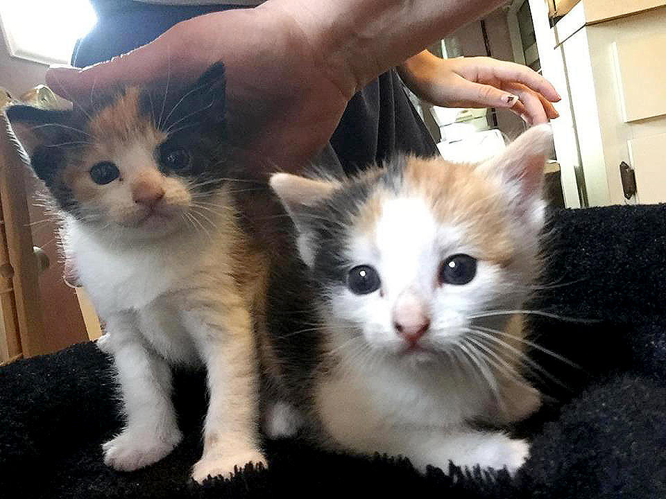 Kittens Becky and Annie Sue